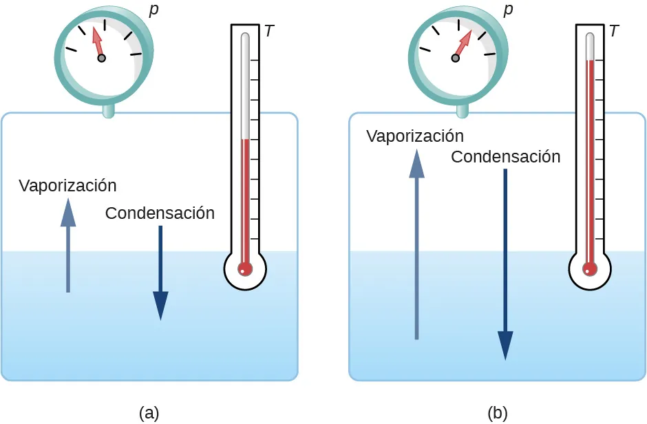 La figura a muestra un tanque de agua que está medio lleno. Una flecha que sube desde el agua está identificada como vaporización. Una flecha que desciende desde el aire dentro del tanque hasta el agua está identificada como condensación. En el tanque hay un manómetro y un termómetro. La figura b muestra el mismo montaje. La presión y la temperatura en la figura b son mayores que las de la figura a. Las flechas que indican vaporización y condensación también son más largas que las de la figura a.