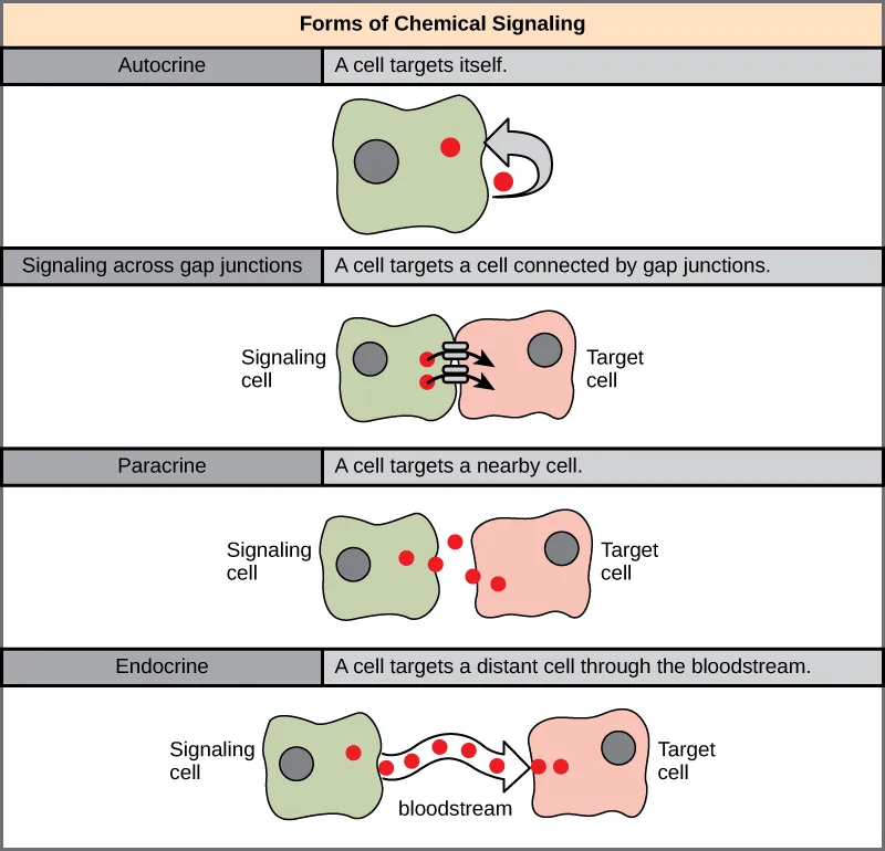The illustration shows four forms of chemical signaling. In autocrine signaling, a cell targets itself. In signaling across a gap junction, a cell targets a cell connected via gap junctions. In paracrine signaling, a cell targets a nearby cell. In endocrine signaling, a cell targets a distant cell via the bloodstream