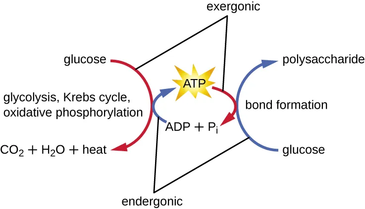 How ATP relates to both endergonic and exergonic reactions. Description below.