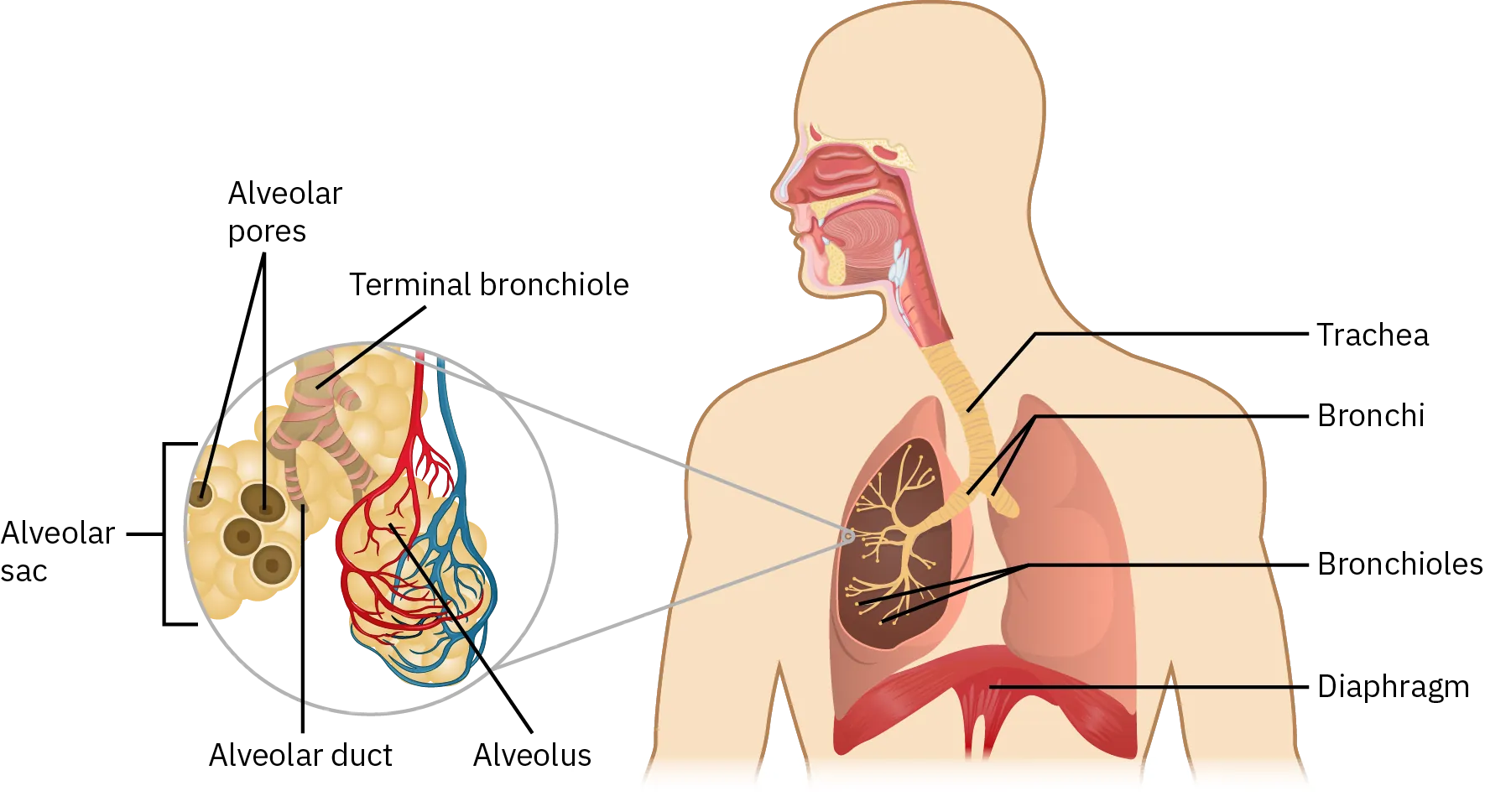 A diagram of a torso shows the organs of the lower respiratory system. Starting from the neck and working down, the organs are the trachea, which has lymph nodes on it. Below the trachea are the right lung, which consists of the upper, middle, and lower lobe, and the left lung, which consists of an upper and lower lobe. Bronchi are web-like structures that branch out in each of the lungs, eventually becoming bronchioles. At the end of each bronchiole are alveoli, which are connected to arteries and veins. Below the lungs is the diaphragm.