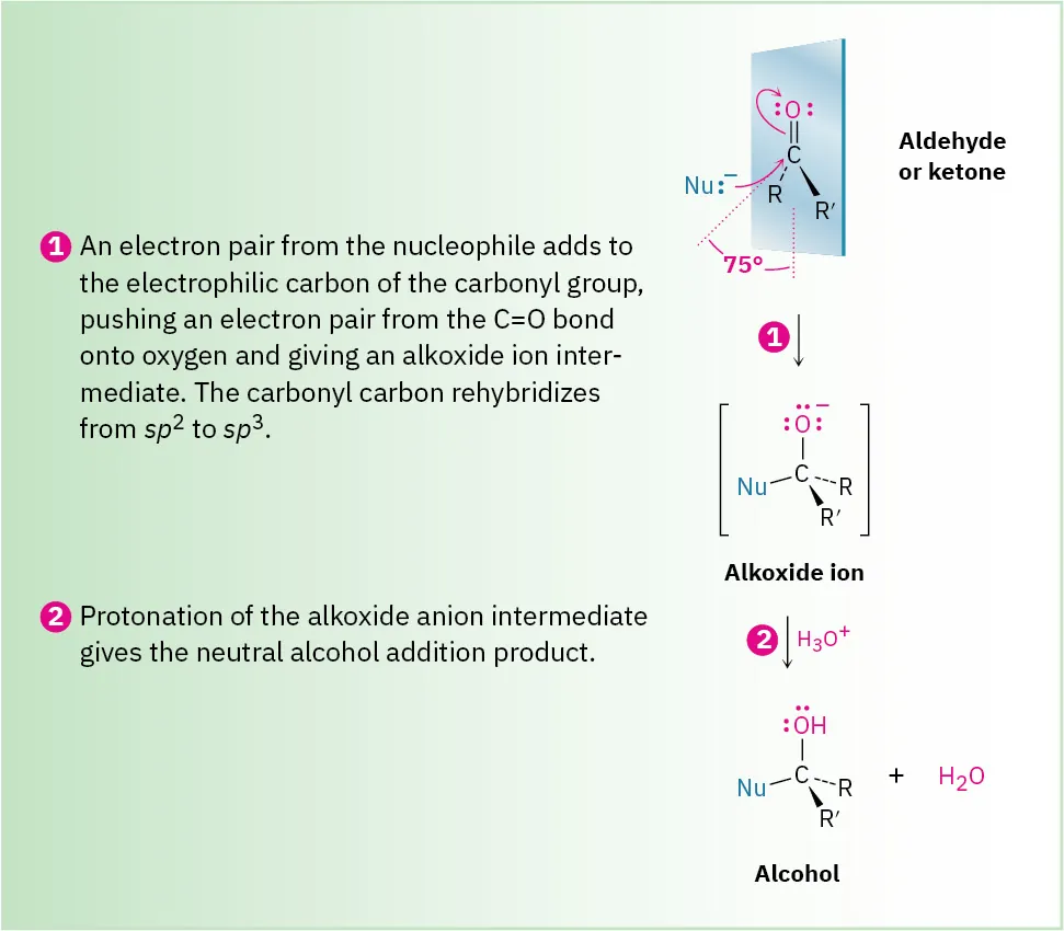 Three-step reaction in which a nucleophile attacks the carbonyl carbon of aldehyde or ketone and forms an alkoxide ion. It further reacts with hydronium ions to form alcohol and water.
