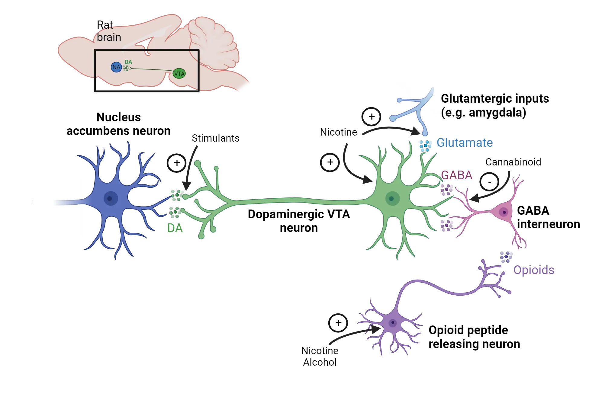 A diagram of a dopaminergic VTA neuron releasing DA on a nucleus accumbens neuron. The VTA neuron receives input from: glutamatergic inputs (e.g. amygdala), GABA interneuron. The GABA neuron receives input from opioid peptide releasing neuron. Stimulants promote DA release. Nicotine promotes glutamate release and VTA neuron activity directly. It also promotes opioid release. Alcohol promotes opioid release. Cannabinoid inhibits GABA release.