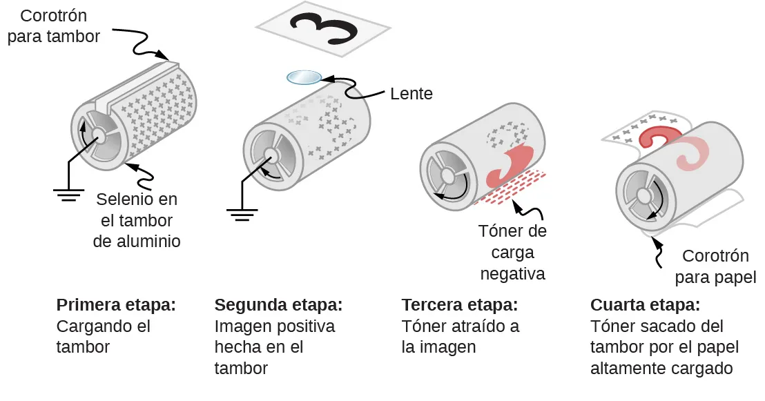 La figura ilustra las cuatro etapas de la xerografía: carga del tambor, imagen positiva en el tambor, tóner adherido a la imagen y tóner extraído del tambor por el papel altamente cargado.