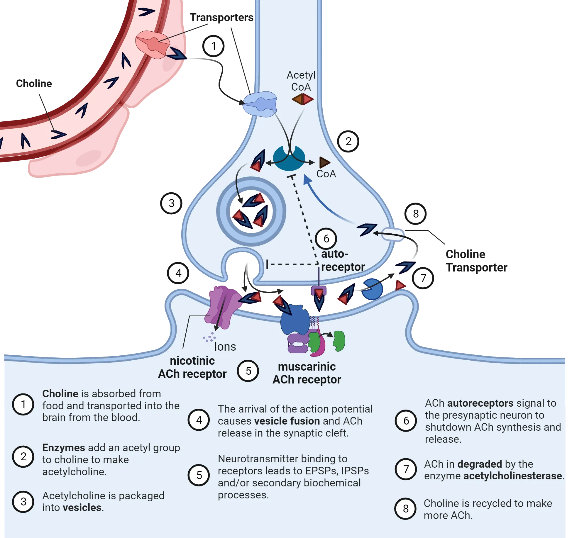 Diagram of a synapse showing acetylcholine life cycle steps as described by main text. A blood vessel is also shown. Step 6, not described in text, is ACh autoreceptors signal to the presynaptic neuron to shutdown ACh synthesis and release.