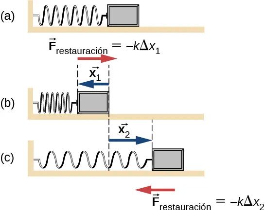 La Figura a muestra un resorte. Está fijado a una pared a la izquierda y una masa está unida a este, a la derecha. Una flecha apunta a la derecha. Esta marcada como F subíndice restauración y es igual a menos k delta x 1. La Figura b muestra el resorte comprimido. Una flecha apunta a la izquierda y está marcada como delta x1. La Figura c muestra el resorte estirado hacia la derecha. Una flecha que apunta a la derecha se etiqueta como delta x2. Una flecha que apunta a la izquierda está marcada como F subíndice restauración, que es igual a menos k delta x2.