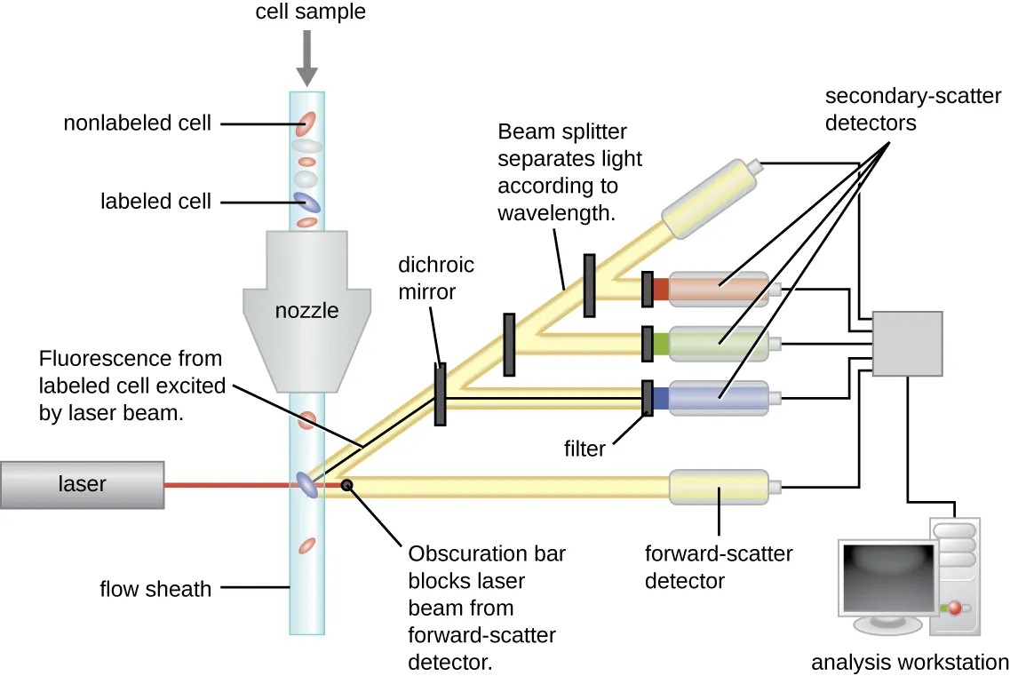 Flow Cytometry. Description below.