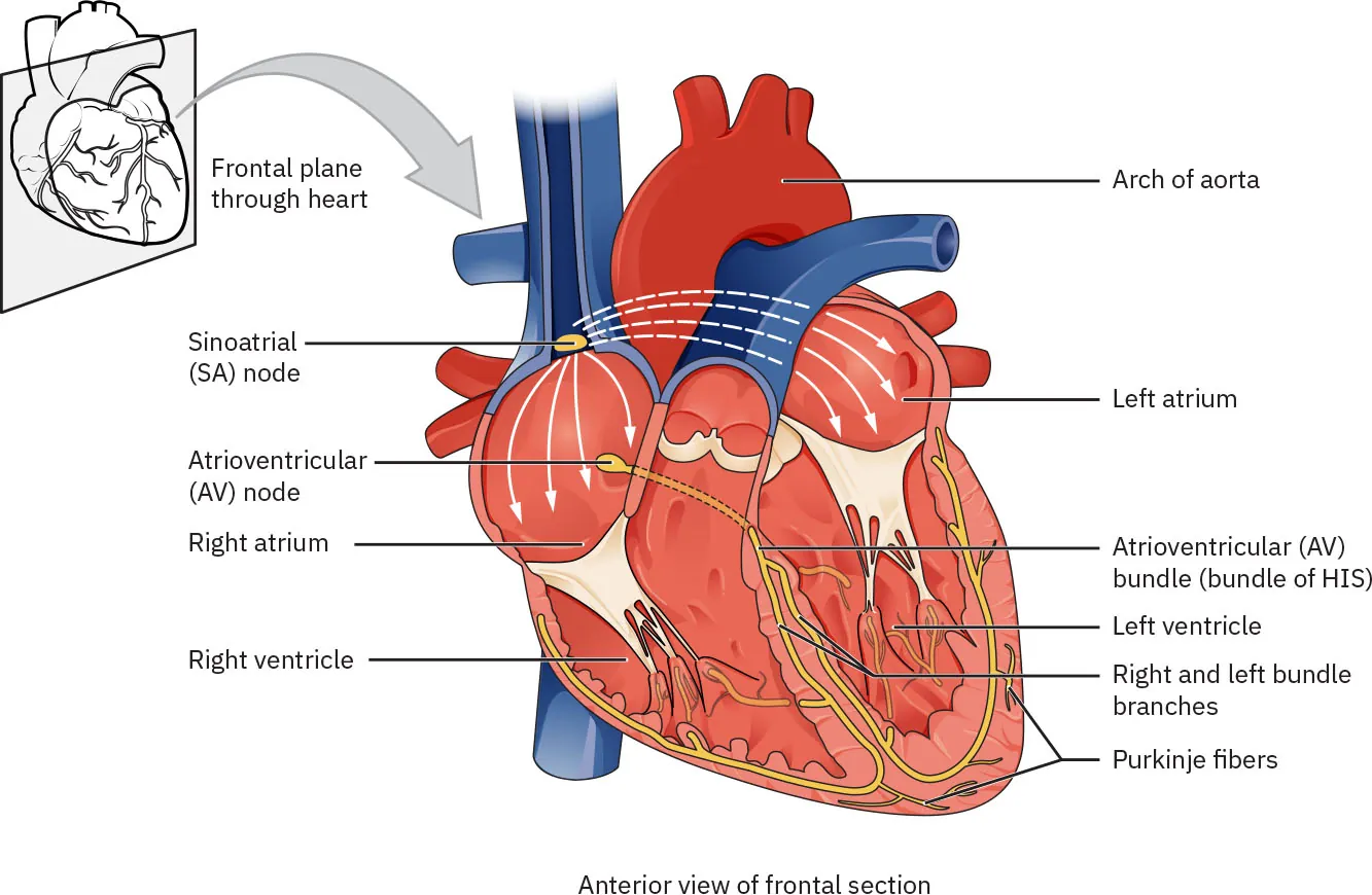 Diagram of electrical pathways in heart, labeling Frontal plane through heart, Sinoatrial (SA) node, Atrioventricular (AV) node, Right/Left atrium, Right/Left ventricle, Arch of aorta, Atrioventricular (AV) bundle (bundle of HIS), Right/Left bundle branches, Purkinje fibers.