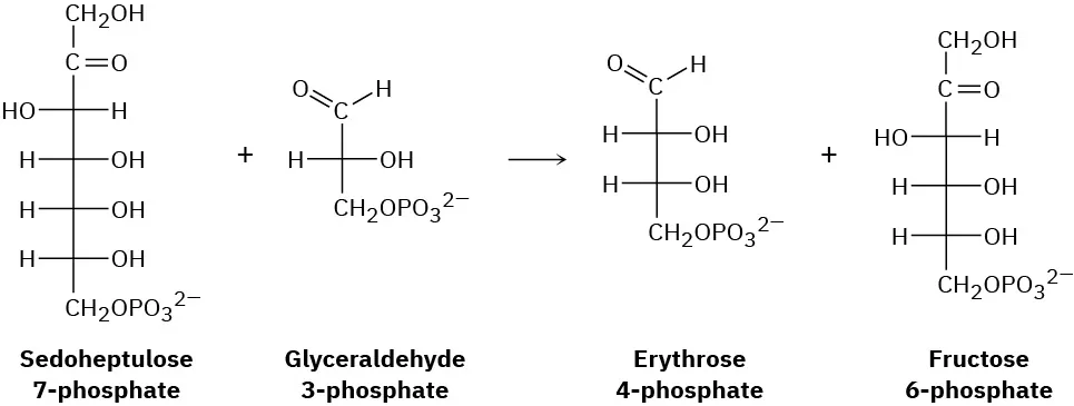 Sedoheptulose-7-phosphate reacts with glyceraldehyde-3-phosphate to form erythrose-4-phosphate and fructose-6-phosphate. All the structures are presented in Fischer projection.