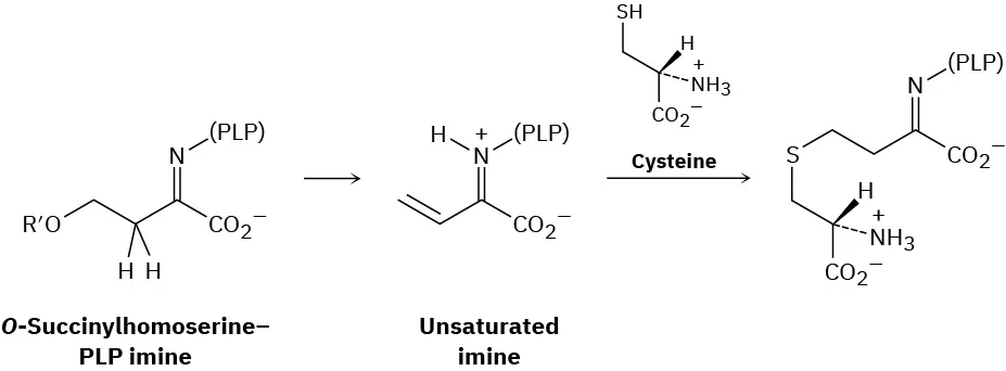 O-succinylhomoserine- P L P imine undergoes a reaction to form an unsaturated imine which further reacts with cysteine to form the final product.