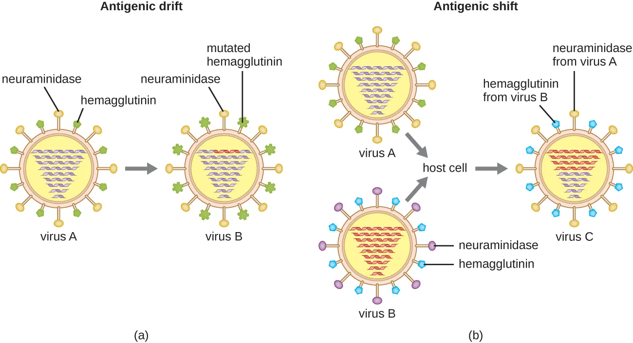 Antigenic drift and antigenic shift in influenza viruses. Description below.