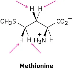 Wedge-dash structure of methionine zwitterion. Arrows point toward the pro-S  and pro-R hydrogen atoms bonded at C3 and C4.