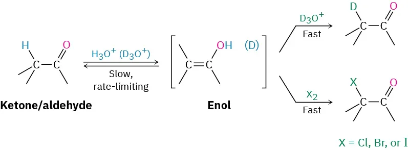 Ketone or aldehyde reacts slowly with hydronium ions to form enol intermediate, which reacts fast with trideuteriooxidanium ion and X 2 to form the product with D and X, respectively.
