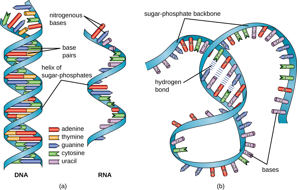 DNA and RNA diagrams. Descriptions below.