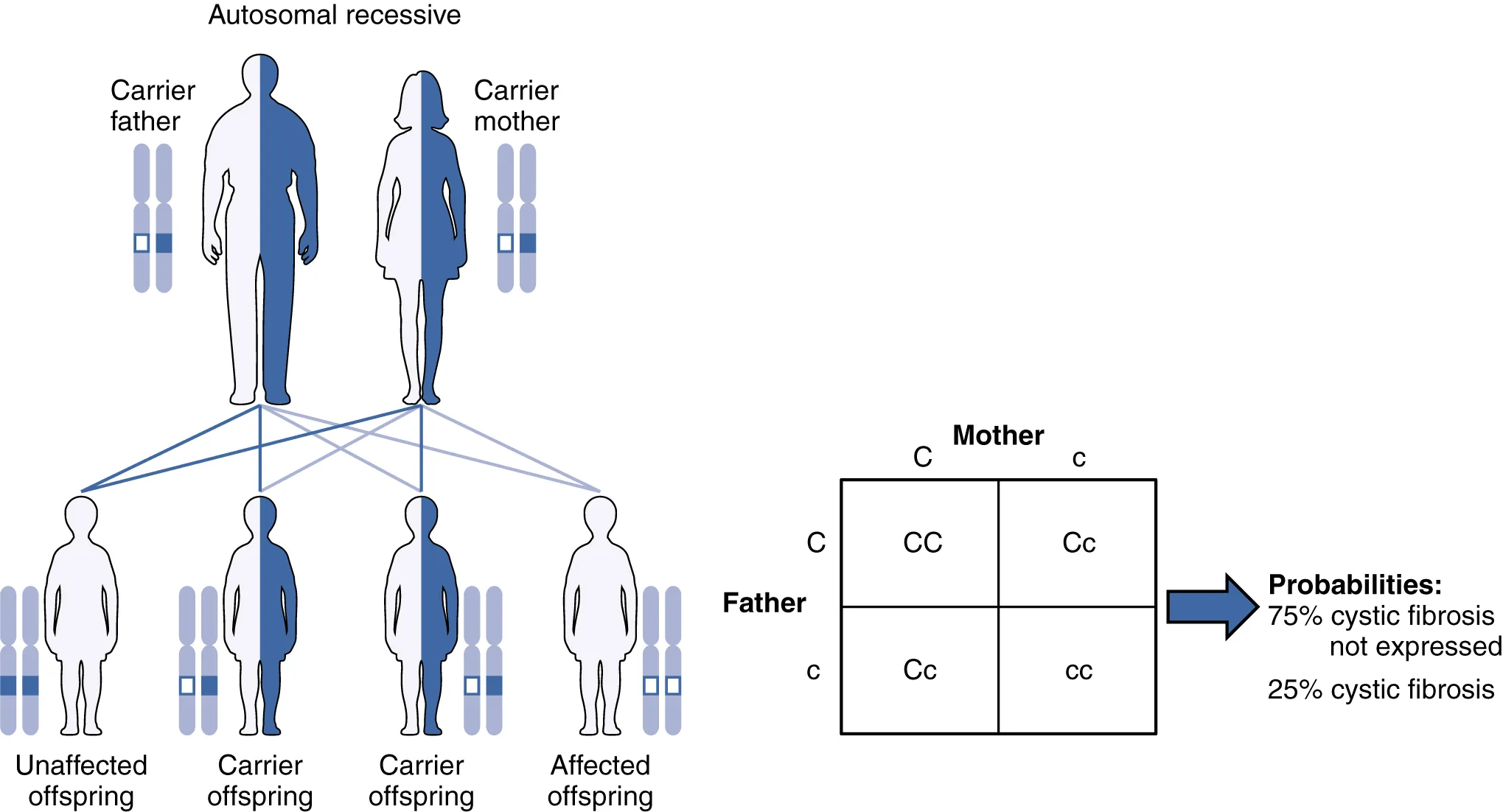 In this figure, the offspring of a carrier father and carrier mother are shown. The first generation has two unaffected offspring and two carrier offspring. The second generation cross shows seventy five percent unaffected and twenty five percent affected with cystic fibrosis.