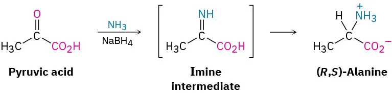 Pyruvic acid reacts with ammonia and sodium borohydride to form an imine intermediate that further reacts to form (R, S)-alanine.