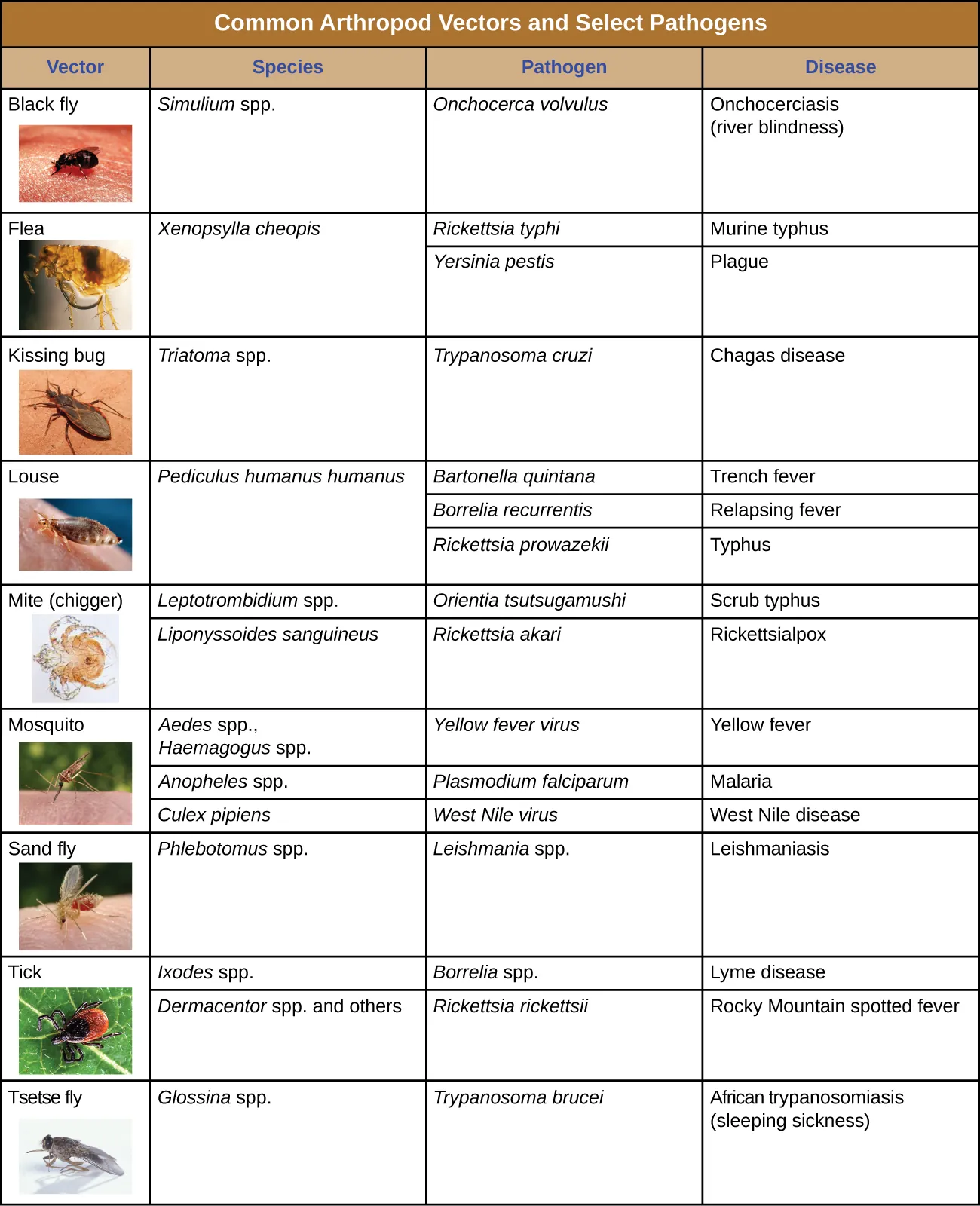 Table titled common arthropod vectors and selected pathogens. Description below.