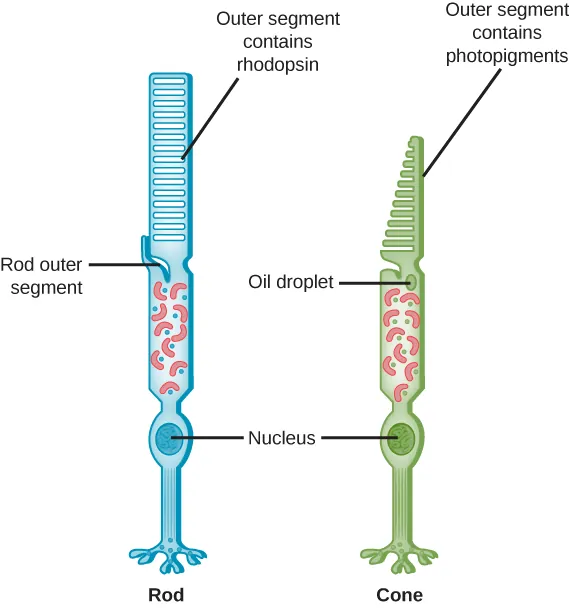 This illustration shows that rods and cones are both long, column-like cells with the nucleus located in the bottom portion. The rod is longer than the cone. The outer segment of the rod contains rhodopsin. The outer segment of the cone contains other photo-pigments. An oil droplet is located beneath the outer segment of the cone.