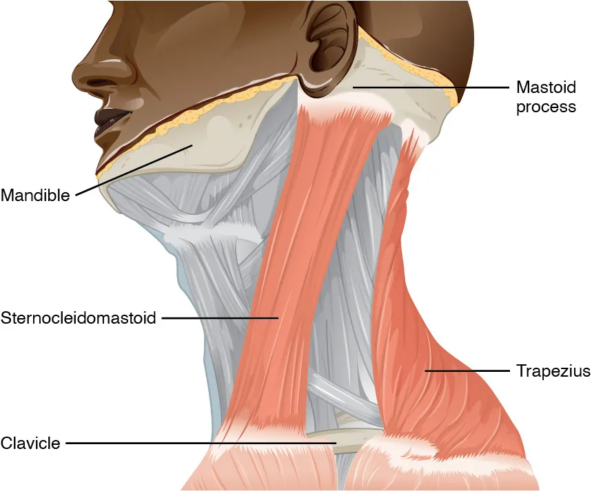 This figure shows the side view of a person’s neck with the different muscles labeled.