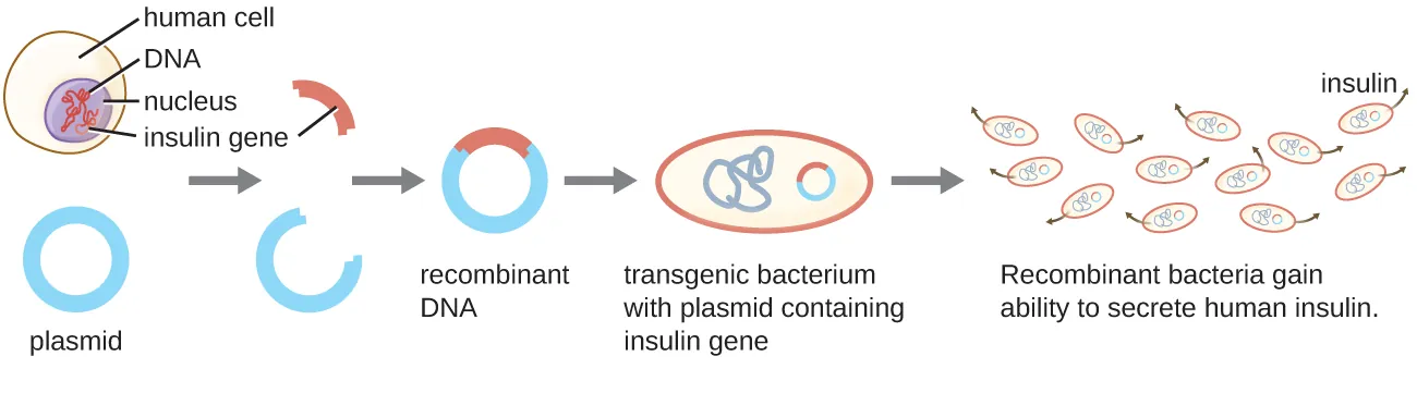 A diagram explaining recombinant DNA technology. Description below.