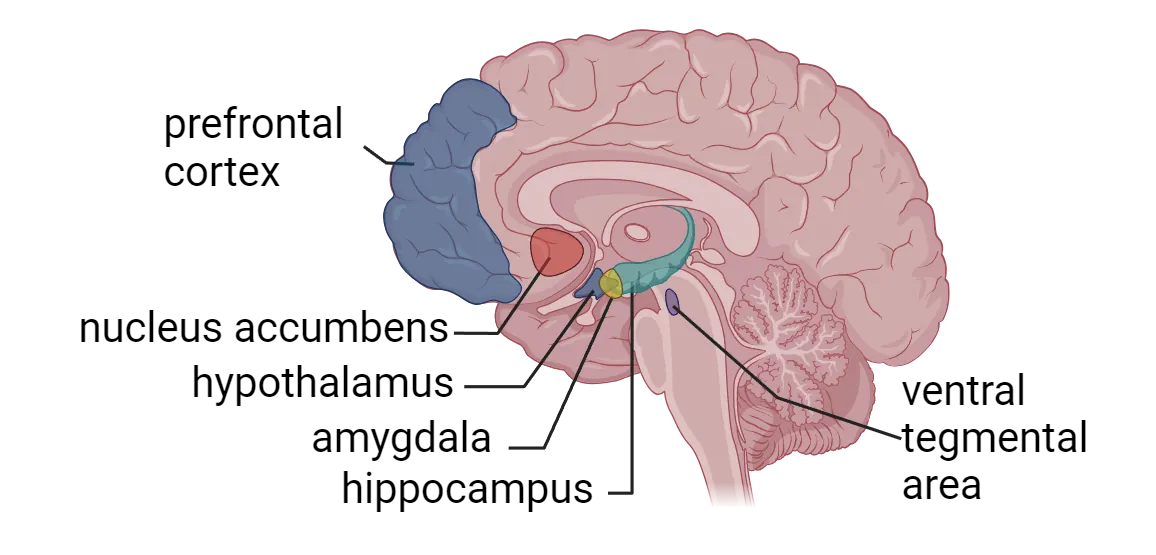 Diagram of midline sagittal view of human brain. Prefrontal cortex is show in frontal lobe, with nucleus accumbens just posterior, still within the ventral frontal lobe. Subcortical structures shown are hypothalamus, amygdala, hippocampus. Ventral tegmental area shown in brainstem.