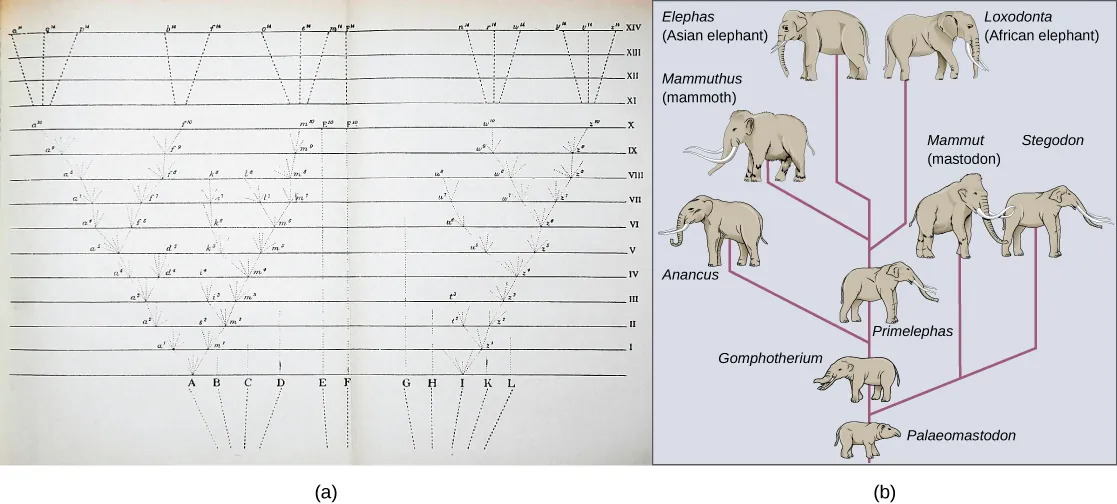 Image (a) shows a sketch of lines branching into a tree shape. At the bottom are 11 vertical lines labeled A through L. These then are branched out as they move up across the page through fourteen rows labeled with Roman numerals. Some branches make a straight line from the bottom row to the top row, others keep branching out further at each row, and some are straight partway through the rows until they connect to an existing branch or form no connection and instead stop. The top four rows each consists of a single line from a branch tip (there are 6 branch tips at row XI) to one of 15 individual final designations. Illustration B shows the evolution of modern African and Asian elephants from a common ancestor, the Palaeomastodon. The Palaeomastodon was similar to modern elephants; however, it was smaller and had a long nose instead of a trunk. Side branches of the elephant evolutionary tree gave rise to mastodons and mammoths. The mammoth is more closely related to modern elephants than the mastodon.