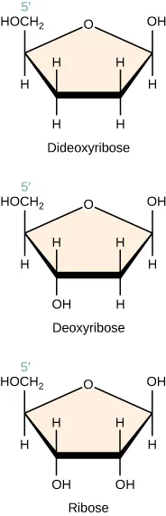 The figure shows three pentagon-shaped molecules: dideoxyribose, deoxyribose, and ribose. Each molecule has five points that are labelled with either a letter or a vertical line connecting combinations of letters. Starting with the top point and moving clockwise, the points in Dideoxyribose are O, vertical line connecting OH and H, vertical line connecting H and H, another vertical line connecting H and H, and a vertical line connecting H O C H 2 and H.  Deoxyribose is next. Starting at the top point and moving clockwise, deoxyribose has O, a vertical line connecting O H and H, a vertical line connecting H and H, a vertical line connecting H and O H, and a vertical line connecting H O C H 2 and H. The final molecule is Ribose. The top point of ribose has O. Moving clockwise, points 2, 3, and 4 each have vertical lines connecting H and O H. Point 5 has an H connected to H O C H 2.