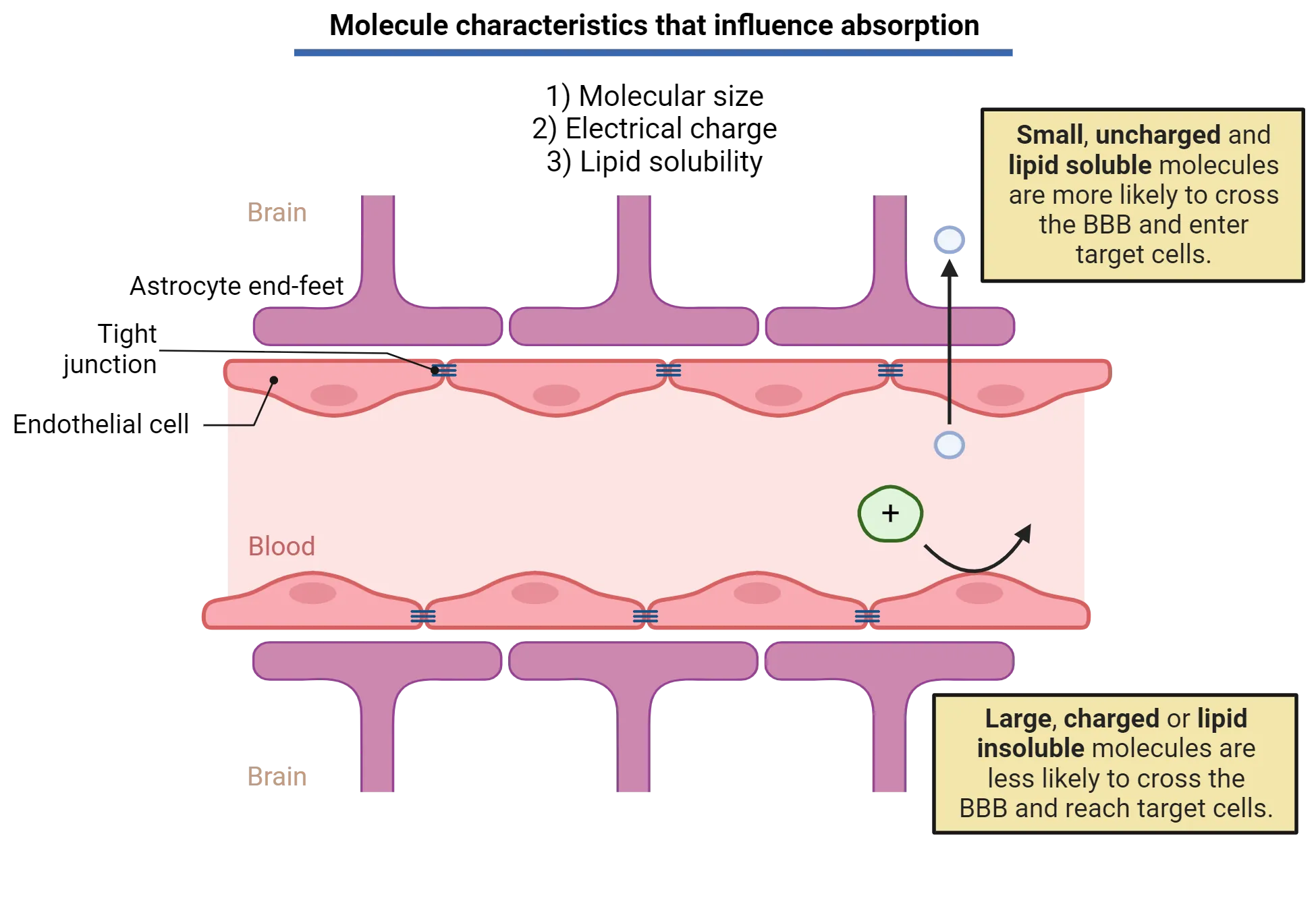 Diagram of the blood-brain-barrier showing endothelial cell tight junctions and astrocyte processes between those cells/junctions and the brain. Large, charged or lipid insoluble molecules are shown being kept out of the brain while small, uncharged and lipid soluble molecules are more likely to cross the blood brain barrier. List of molecule characteristics that influence absorption: 1) molecular size, 2) electrical charge, 3) lipid solubility.