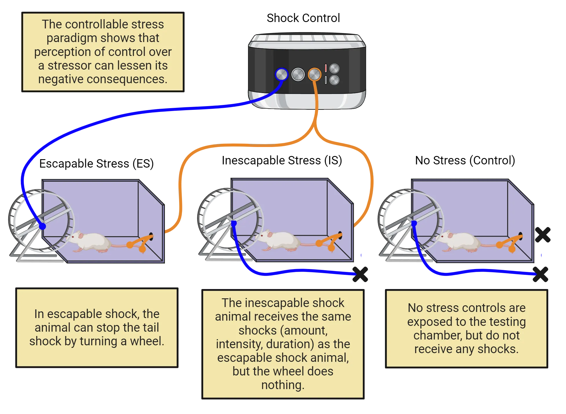 Diagram of rats in a controllable stress paradigm. All mice are in a cage alone, with an exercise wheel available. All mice are also connected to a wire. The wire is connected to a shock controller in the escapable and inescapable condition, but not in the no-stress control condition. In escapable shock, the animal can stop the tail shock by turning a wheel. The wheel is shown to have a wire connecting it to the shock control. The inescapable shock animal receives the same shocks (amount, intensity, duration) as the escapable shock animal, but the wheel does nothing (and it has no wired connection). No stress controls are exposed to the testing chamber, but do not receive any shocks.