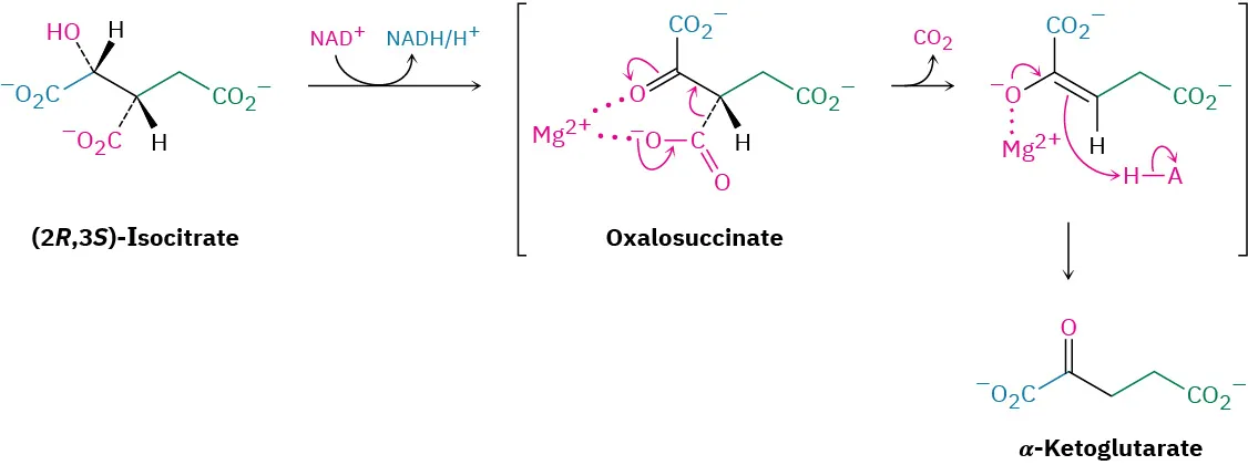 (2 R,3 S)-isocitrate is oxidized by nicotinamide adenine dinucleotide cation to oxalosuccinate, followed by magnesium catalyzed decarboxylation, and protonation to  form  alpha-ketoglutarate.