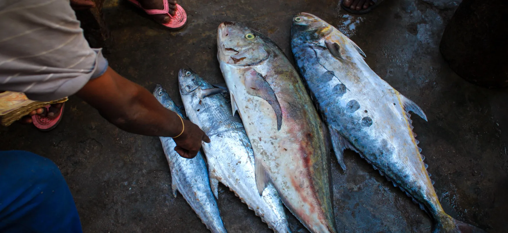 People wearing open-toed sandals are just visible at the edges of a photograph of four freshly caught fish laid out on a dirt floor. One person points at one of the fish.