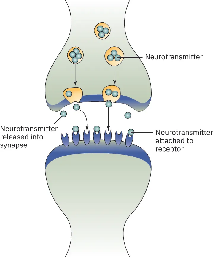 An illustration of a synaptic cleft. The illustration shows the terminal buttons and the dendrites of two neurons. It shows neurotransmitters attached to receptors and neurotransmitters released into the synapse.