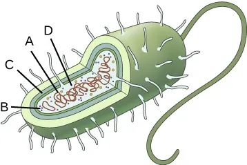 A cross section of a cell is shown. The interior of the cell is surrounded by three layers. Letter A is a structure in the interior of the cell that is made of many coiled, thread-like structures. Letter B is tiny, round structures freely floating within the interior of the cell. Letter C is the middle layer of the three layers surrounding the interior of the cell. Letter D is the fluid that makes up most of the interior of the cell.