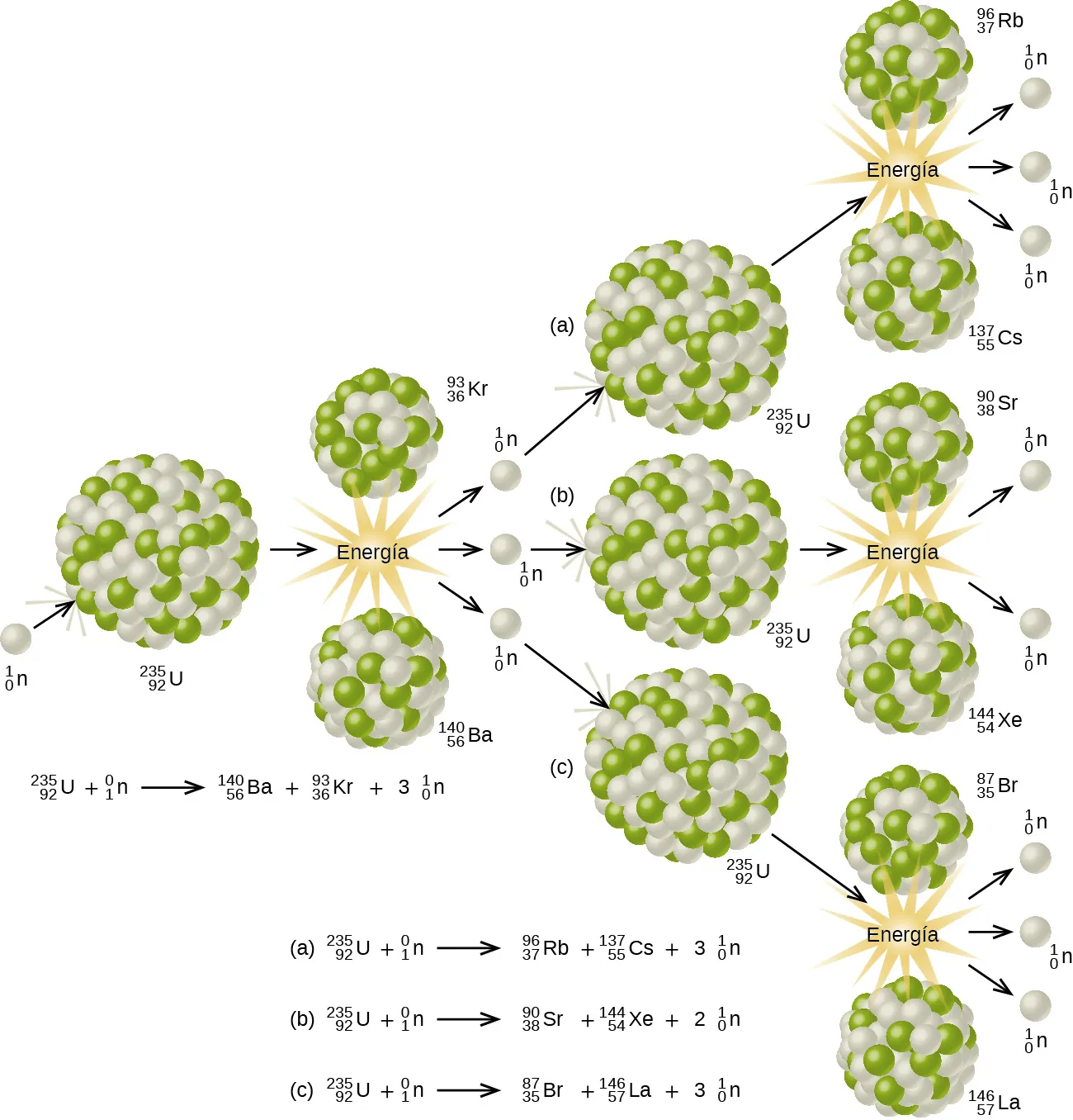 Se muestra un diagrama que tiene una esfera blanca marcada como "superíndice, 1, subíndice 0, n" seguida de una flecha hacia la derecha y una gran esfera compuesta por muchas esferas blancas y verdes más pequeñas marcadas como "superíndice, 235, subíndice 92, U". La esfera única ha impactado en la esfera mayor. Una flecha orientada a la derecha conduce desde la esfera más grande a un par de esferas más pequeñas que son colecciones de las mismas esferas blancas y verdes. La superior de estas dos imágenes está marcada como "superíndice, 93, subíndice 36, K r" mientras que la inferior de las dos está marcada como "superíndice, 142, subíndice 56, B a". Entre estas dos esferas se encuentra un patrón en forma de estrella marcado como "energía" y con tres flechas orientadas a la derecha que conducen a tres esferas blancas marcadas como "superíndice, 1, subíndice 0, n". Una ecuación debajo de esta parte del diagrama señala: "superíndice, 235, subíndice 92, U, signo más, superíndice, 1, subíndice 0, n, flecha de rendimiento, superíndice, 140, subíndice 56, B a, signo más, superíndice 90, subíndice 36, K r, signo más, 3, superíndice 1, subíndice 0, n". Una flecha orientada a la derecha conduce desde cada una de estas esferas blancas a tres esferas más grandes, cada una de ellas compuesta por muchas esferas verdes y blancas más pequeñas y marcadas, de arriba a abajo como "a, superíndice 235, subíndice 92, U", "b, superíndice, 235, subíndice 92, U" y "c, superíndice, 235, subíndice 92, U". A cada una de estas esferas le sigue una flecha orientada a la derecha que apunta a un par de esferas más pequeñas compuestas por las mismas esferas verdes y blancas con dibujos de estrellas entre cada par marcadas como "energía". Las esferas del par superior están marcadas, de arriba a abajo, "superíndice, 96, subíndice 37, R b" y "superíndice, 137, subíndice 55, C s". Las esferas del par del medio están marcadas, de arriba a abajo, "superíndice, 90, subíndice 38, S r" y "superíndice, 144, subíndice 54, X e". Las esferas del par inferior están marcadas, de arriba a abajo, "superíndice, 87, subíndice 35, B r" y "superíndice, 146, subíndice 57, L a". Cada par de esferas va seguido de tres flechas orientadas a la derecha que conducen a tres esferas blancas marcadas como "superíndice, 1, subíndice 0, n". Debajo del diagrama hay tres ecuaciones nucleares. La ecuación a señala: "superíndice, 235, subíndice 92, U, signo más, superíndice, 1, subíndice 0, n, flecha de rendimiento, superíndice, 96, subíndice 37, R b, signo más, superíndice 137, subíndice 55, C s, signo más, 3, superíndice 1, subíndice 0, n". La ecuación b indica: "superíndice, 235, subíndice 92, U, signo más, superíndice, 1, subíndice 0, n, flecha de rendimiento, superíndice, 90, subíndice 38, S r, signo más, superíndice 144, subíndice 54, X e, signo más, 2, superíndice 1, subíndice 0, n". La ecuación c indica: "superíndice, 235, subíndice 92, U, signo más, superíndice, 1, subíndice 0, n, flecha de rendimiento, superíndice, 87, subíndice 35, B r, signo más, superíndice 146, subíndice 57, L a, signo más, 3, superíndice 1, subíndice 0, n".