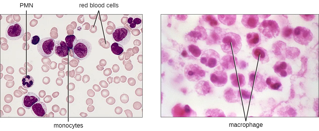 Monocytes and macrophages. Description below.