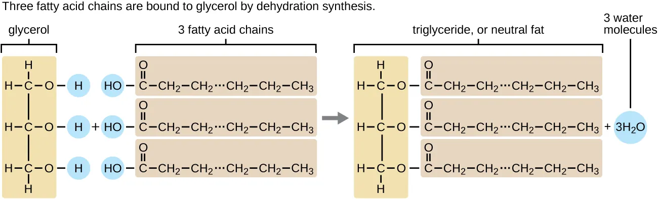 Triglycerides and fatty acids. Description below.