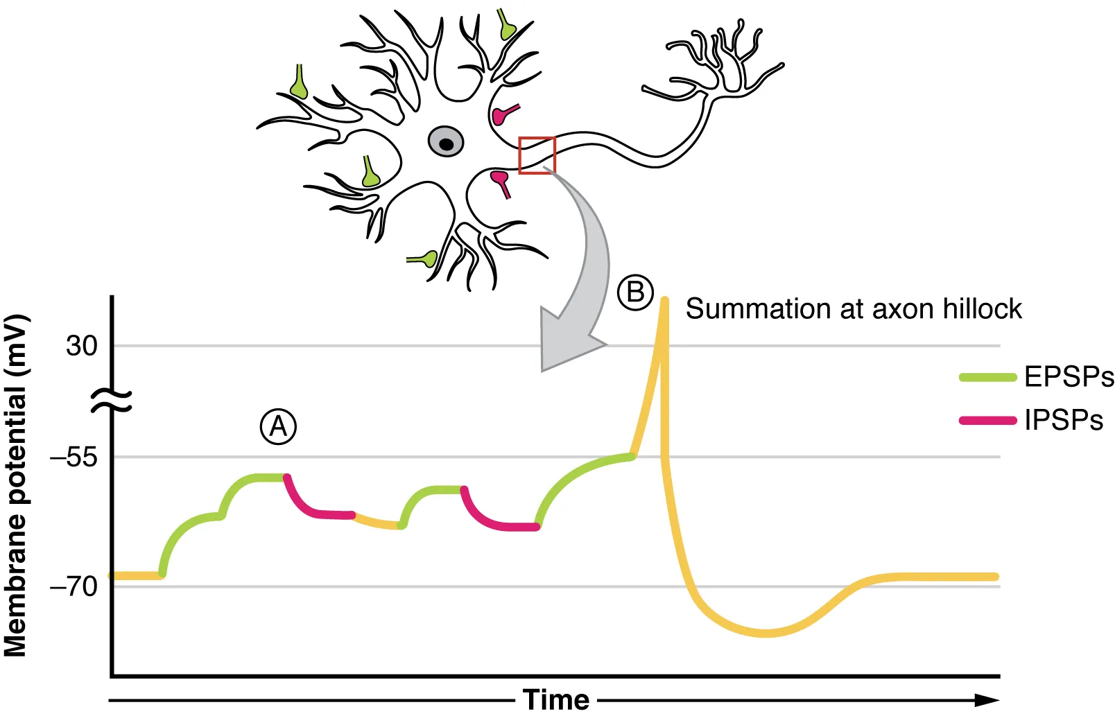 This graph has membrane potential, in millivolts, on the X axis, ranging from negative 90 to negative 40. Time is on the X axis. The plot line is moving up and down between the resting membrane potential of minus 70 EV and the threshold potential of minus 55 EV. An EPSP causes the plot line to move higher, closer to the threshold potential. An IPSP causes the plot line to move lower, further away from the threshold potential. Toward the right side of the graph, the neuron receives an EPSP that pushes the membrane potential above the threshold, triggering an action potential that causes the plot line to quickly rise above positive 30 EV. The plot line then quickly drops back below minus 70 EV but then gradually increases back to minus 70. A picture of a neuron indicates that excitatory post synaptic potentials are commonly provided by synapses on the neuron’s dendrites. Inhibitory post synaptic potentials are commonly provided by synapses near the neuron’s axon hillock.