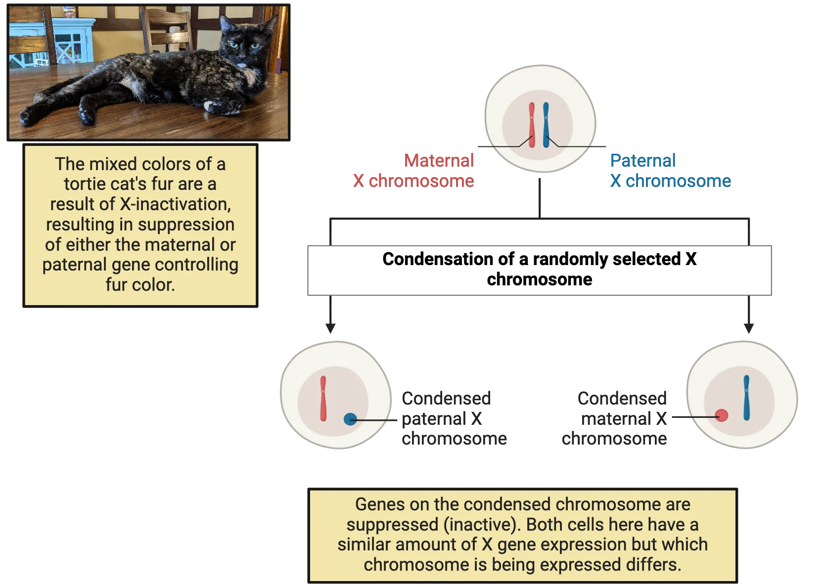 Diagram showing two possible patterns of X chromosome condensation, with either maternal or pathernal X chromosome affected. Genes on the condensed chromosome are suppressed (inactive). Both cells here have a similar amount of X gene expression but which chromosome is being expressed differs. A photo of a tortie fur cat is also shown. The mixed colors of a tortie cat's fur are a result of X-inactivation, resulting in suppression of either the maternal or paternal gene controlling fur color.