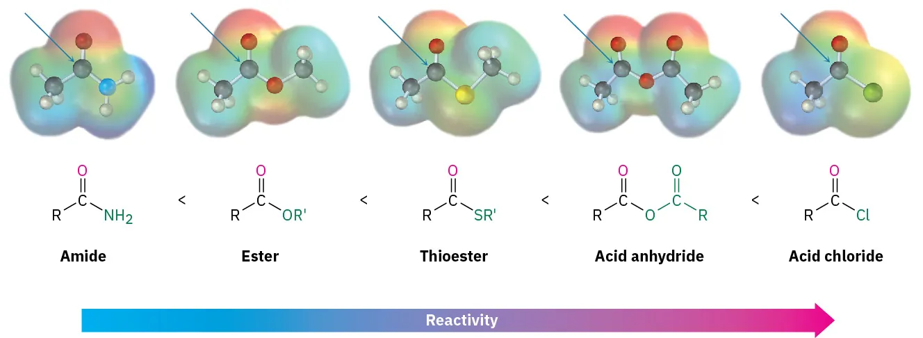 The electrostatic potential map along with structure compares the reactivity of amide, ester, thioester, acid anhydride, and acid chloride. The horizontal arrow depicts increasing reactivity from left to right.