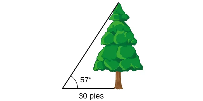 Un árbol con un ángulo de 57 grados desde el punto de observación. El punto de observación está a 30 pies del árbol.