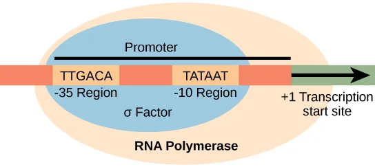 Illustration shows the sigma subunit of R N A polymerase bound to two consensus sequences that are 10 and 35 bases upstream of the transcription start site. R N A polymerase is bound to sigma.