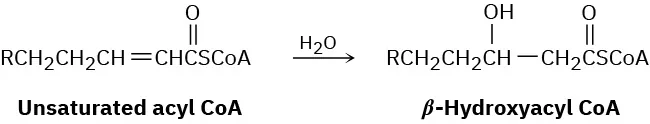 The reaction of unsaturated acyl coenzyme A with water to yield beta-hydroxyacyl coenzyme A, where a hydroxyl group is attached to the beta-carbon of the chain.