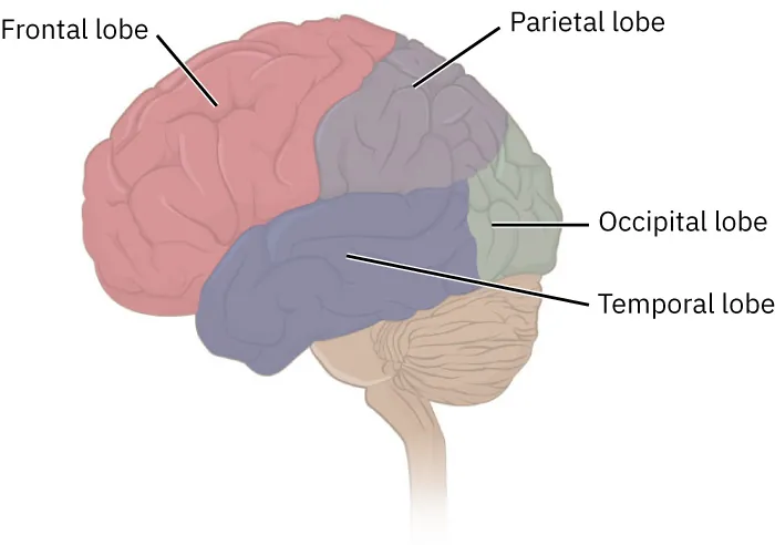 Illustration of brain with lobes labeled (Frontal, Parietal, Occipital, Temporal), and Cerebellum.