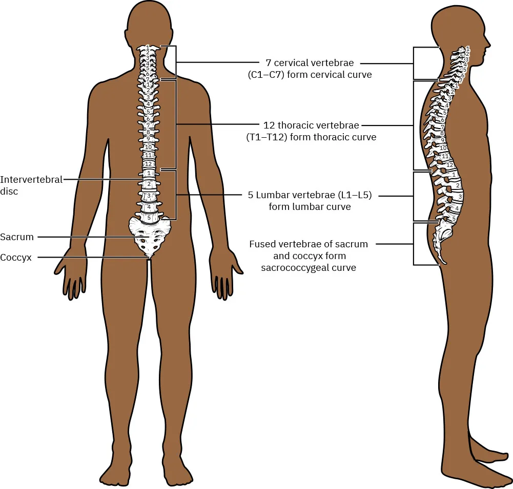 Diagram of spine labeling 7 cervical vertebrae (C1-C7) form cervical curve, 12 thoracic vertebrae (T1-T12) form thoracic curve, 5 Lumbar vertebrae (L1-L5) form lumbar curve, Fused vertebrae of sacrum and coccyx form sacrococcygeal curve, Intervertebral disc, Sacrum, Coccyx