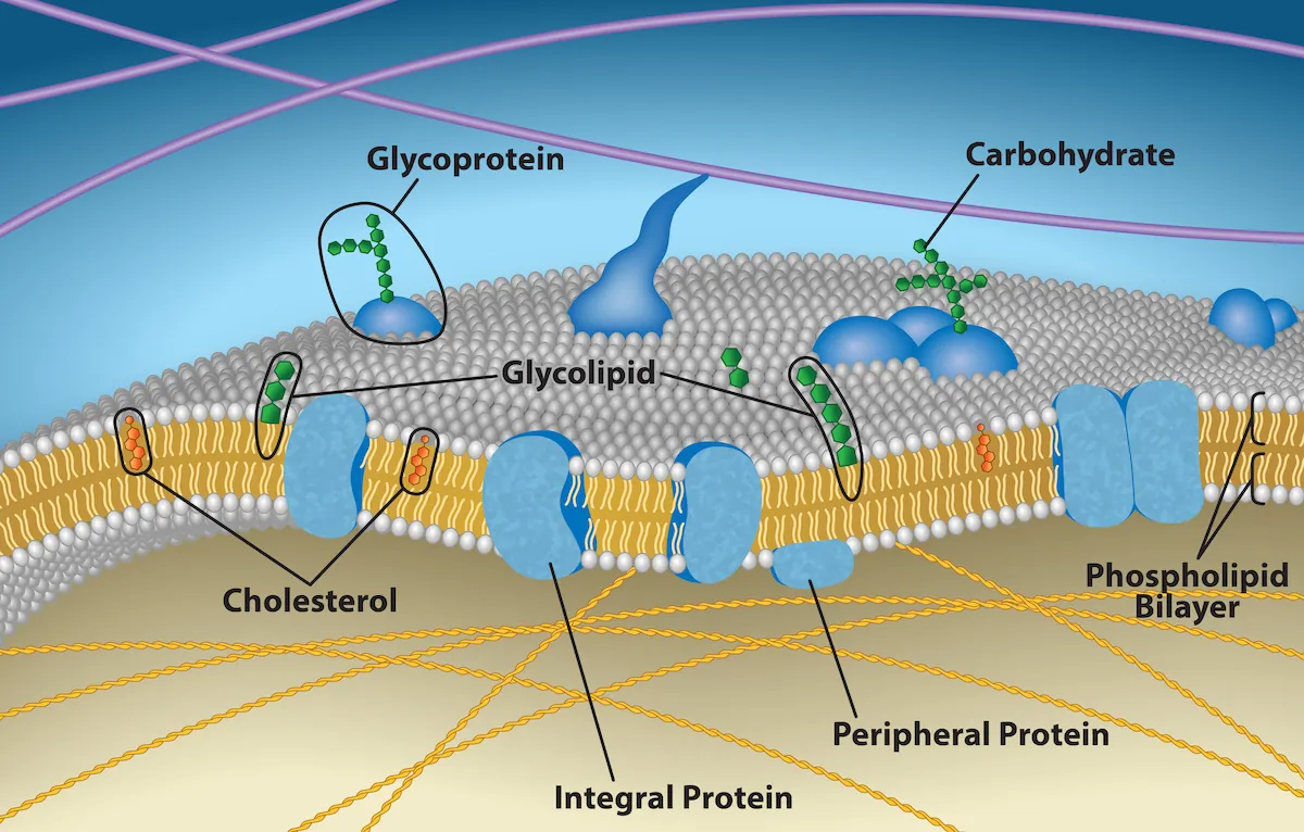 This illustration shows a phospholipid bilayer with proteins and cholesterol embedded in it. Integral membrane proteins span the entire membrane. Protein channels are integral membrane proteins with a central pore through which molecules can pass. Peripheral proteins are associated with the phospholipid head groups on one side of the membrane only. A glycoprotein is shown with the protein portion of the molecule embedded in the membrane and the carbohydrate portion jutting out from the membrane. A glycolipid is also shown with the lipid portion embedded in the membrane and the carbohydrate portion jutting out of the membrane.