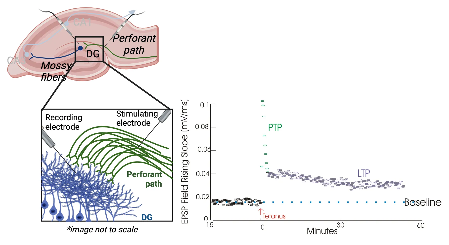 Left shows hippocampal slice with recording and stimulating electrodes targeting the DG dendrites and perforant path axons, respectively. Right shows a graph of EPSP field rising slope (mV/ms) over time (minutes -15 to 60). A test stimulus leads to a small field EPSP at the start (-15 to 0 minutes). After tetanus (minute 0), field EPSP in response to the test stimulus is about 2x greater than before tetanus. This phase is labeled LTP. There is also a very brief (~1min) phase labeled PTP, right after the tetanus, that shows much higher EPSPs.