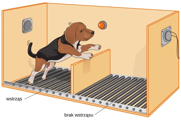 An illustration shows a dog about to jump over a partition separating an area of a floor delivering shocks from an area that doesn’t deliver shocks.