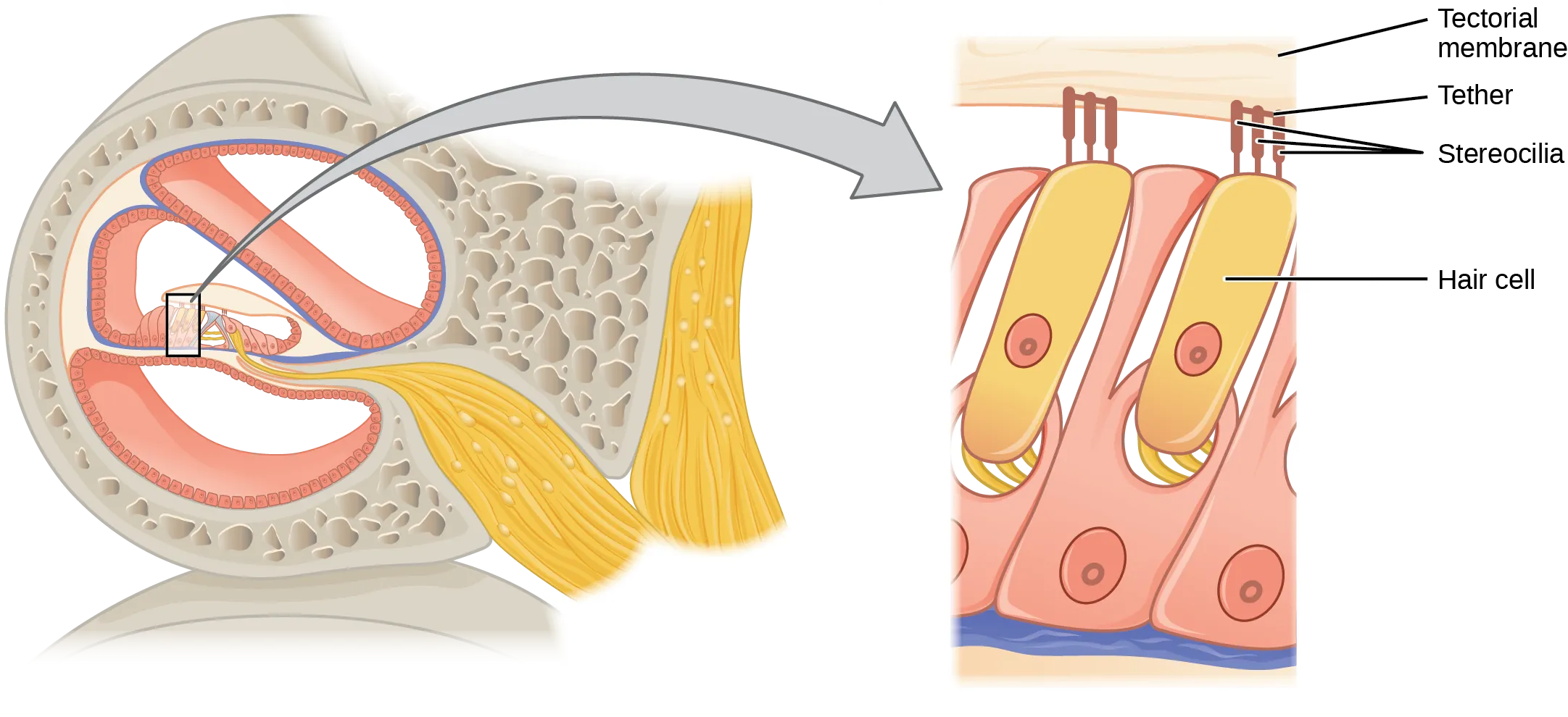 This diagram shows the structure of the hair cell. The right panel shows a magnified view of the hair cell. The hair cell is a mechanoreceptor with an array of stereocilia emerging from its apical surface. The stereocilia are tethered together by proteins that open ion channels when the array is bent toward the tallest member of their array, and closed when the array is bent toward the shortest member of their array.