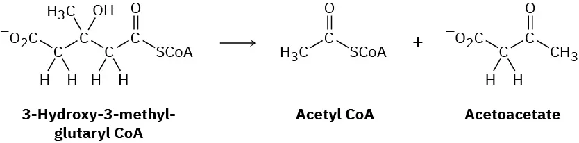The reaction shows the metabolism of 3-hydroxy-3-methyl-glutaryl coenzyme A to acetyl coenzyme A and acetoacetate. The acetoacetate structure has a negative charge.