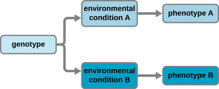 Genotypes under environmental conditions. Description below.