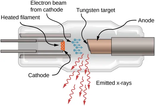 A sketch of an x ray tube. A heated filament at one end acts as a cathode that emits an electron beam. The electrons accelerate in a gap toward a tungsten target mounted on an anode. X rays are emitted from the target.